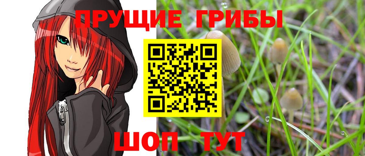 сколько стоит  Псилоцибиновые грибы MAGIC MUSHROOMS  Вход с VPN  Псилоцибиновые грибы Psilocybe  Миасс 